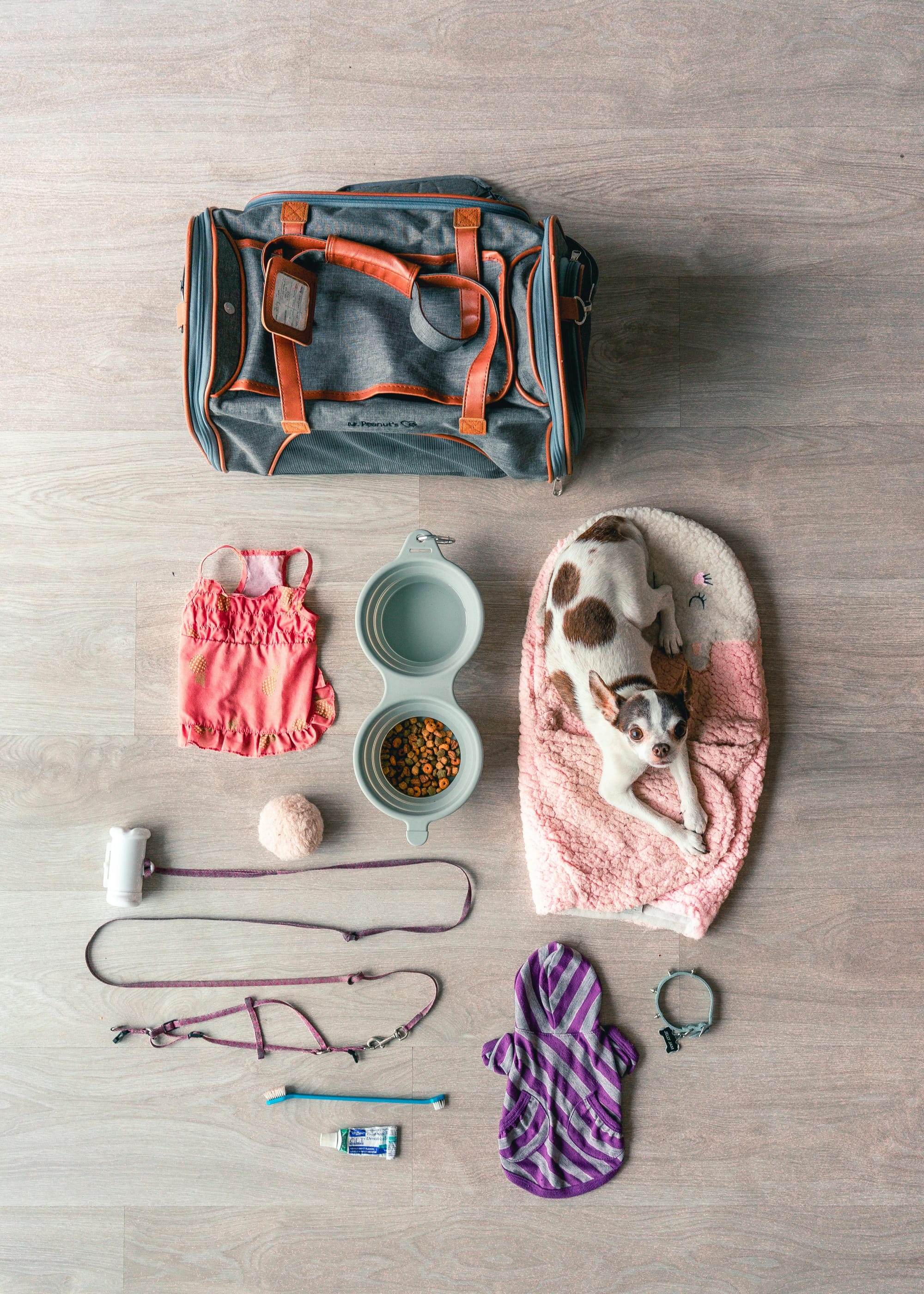 Pet Stores & Supplies