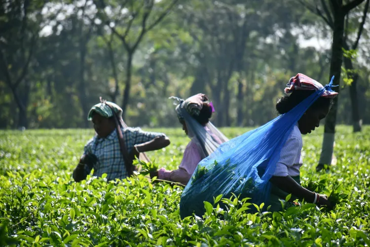 Land Invasions Threaten Kenya's Tea Production